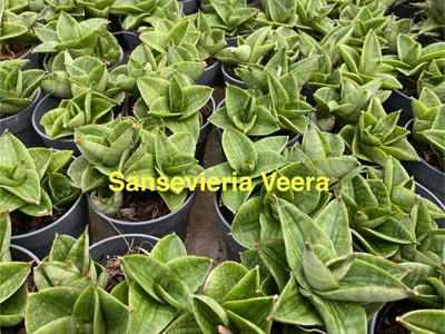 Sansevieria Veera — rare Sansevieria plant from Thailand