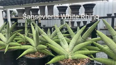 Sansevieria White Rhino — rare Sansevieria plant from Thailand