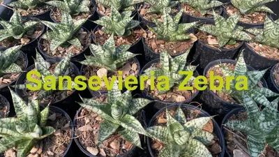 Sansevieria Zebra — rare Sansevieria plant from Thailand