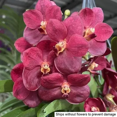 Vanda No. 01 — rare Vanda plant from Thailand