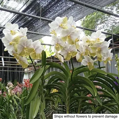 Vanda No. 02 — rare Vanda plant from Thailand