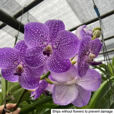 Vanda No. 03 — rare Vanda plant from Thailand