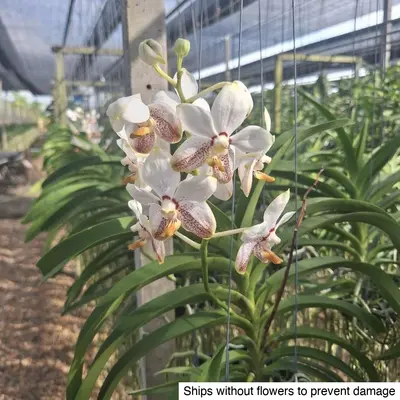 Vanda No. 04 — rare Vanda plant from Thailand