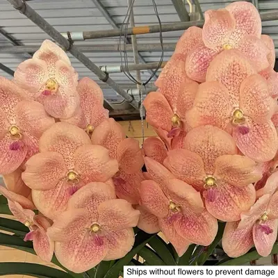 Vanda No. 05 — rare Vanda plant from Thailand