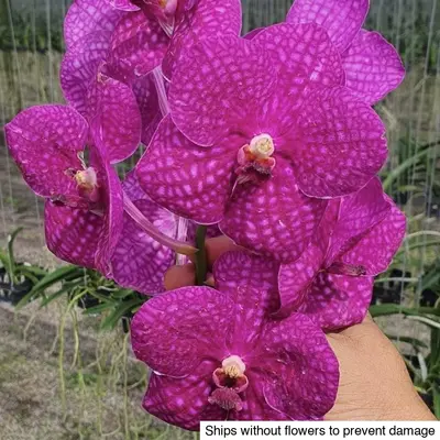 Vanda No. 06 — rare Vanda plant from Thailand