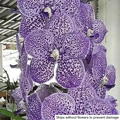 Vanda No. 07 — rare Vanda plant from Thailand