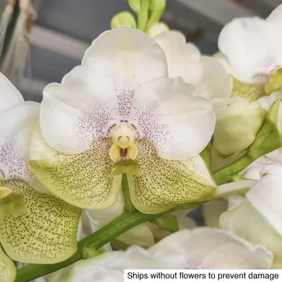 Vanda No. 08 — rare Vanda plant from Thailand