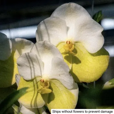 Vanda No. 09 — rare Vanda plant from Thailand