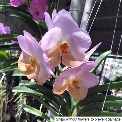 Vanda No. 10 — rare Vanda plant from Thailand