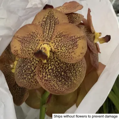 Vanda No. 11 — rare Vanda plant from Thailand