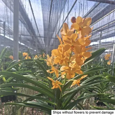 Vanda No. 12 — rare Vanda plant from Thailand
