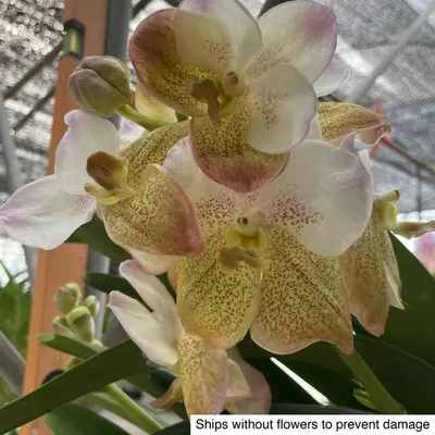 Vanda No. 13 — rare Vanda plant from Thailand
