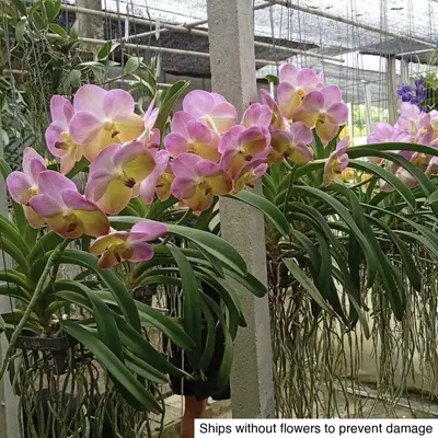 Vanda No. 14 — rare Vanda plant from Thailand