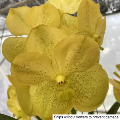Vanda No. 15 — rare Vanda plant from Thailand