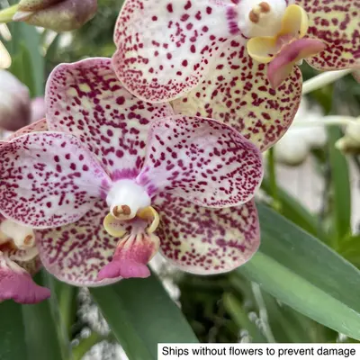 Vanda No. 16 — rare Vanda plant from Thailand