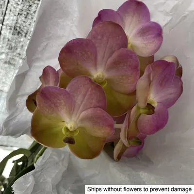 Vanda No. 17 — rare Vanda plant from Thailand