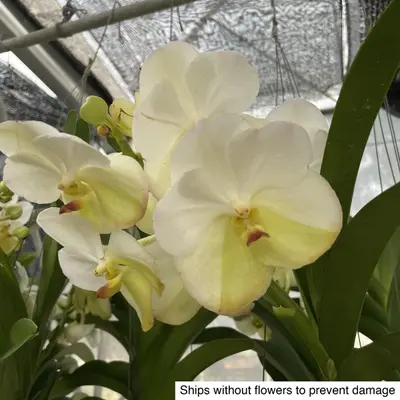 Vanda No. 18 — rare Vanda plant from Thailand
