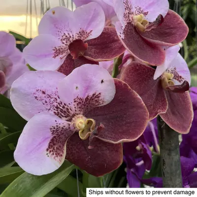 Vanda No. 19 — rare Vanda plant from Thailand