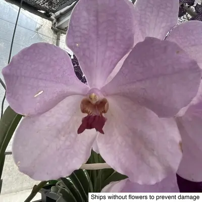 Vanda No. 20 — rare Vanda plant from Thailand