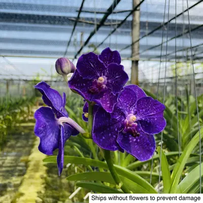 Vanda No. 21 — rare Vanda plant from Thailand