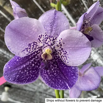 Vanda No. 22 — rare Vanda plant from Thailand