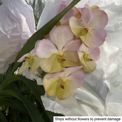 Vanda No. 23 — rare Vanda plant from Thailand