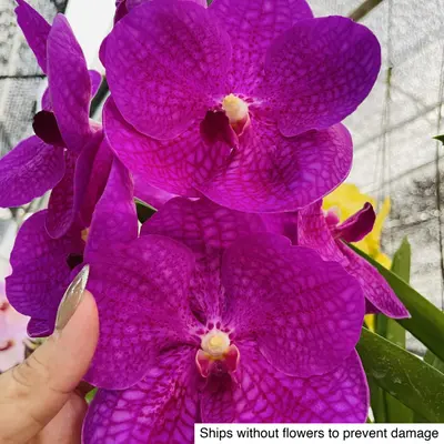 Vanda No. 24 — rare Vanda plant from Thailand