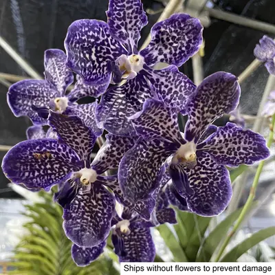 Vanda No. 25 — rare Vanda plant from Thailand
