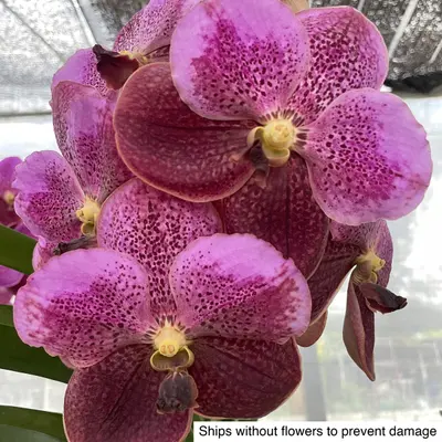 Vanda No. 26 — rare Vanda plant from Thailand