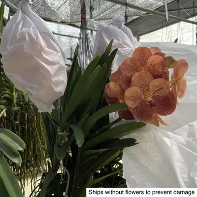 Vanda No. 27 — rare Vanda plant from Thailand
