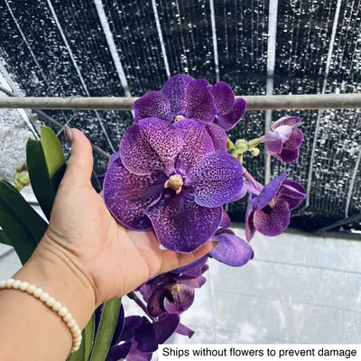 Vanda No. 28 — rare Vanda plant from Thailand