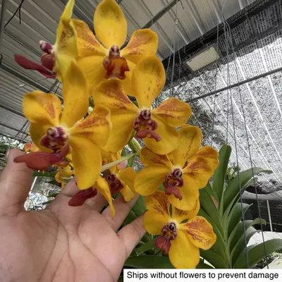 Vanda No. 29 — rare Vanda plant from Thailand