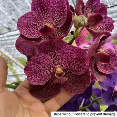 Vanda No. 30 — rare Vanda plant from Thailand