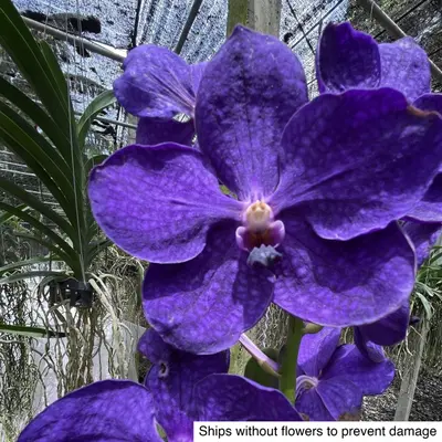 Vanda No. 31 — rare Vanda plant from Thailand