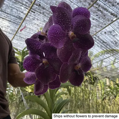 Vanda No. 32 — rare Vanda plant from Thailand